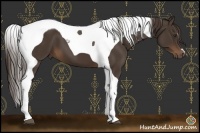 Horse Color:Liver Chestnut Tobiano