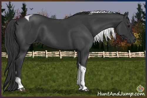 Horse Color:Smoky Black Tobiano 