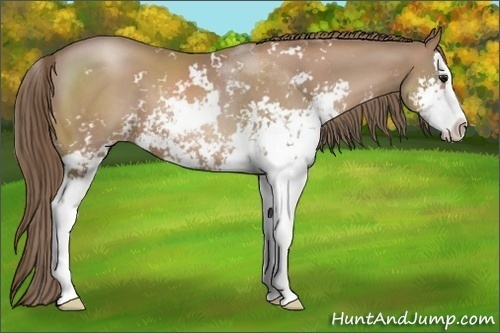 Horse Color:Black Pearl Sabino Splash 