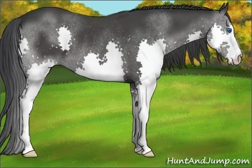 Horse Color:Black Sabino Splash Rabicano 