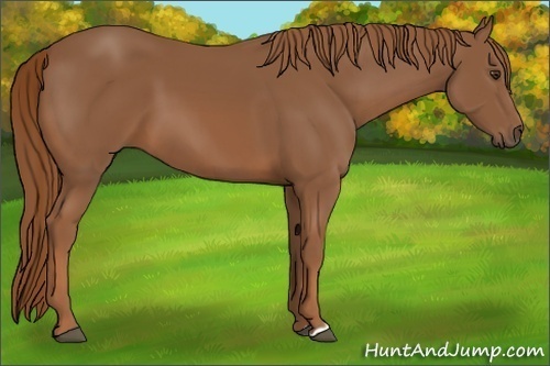Horse Color:Chestnut 