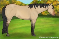 Horse Color:Bay Dun