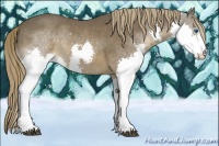 Horse Color:Liver Chestnut Sabino Splash