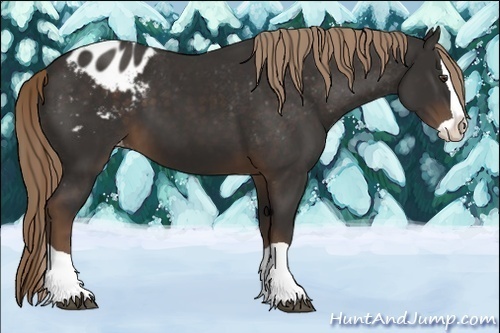 Horse Color:Liver Chestnut Splash Appaloosa 