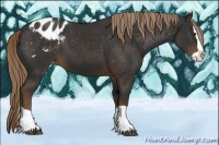 Horse Color:Liver Chestnut Splash Appaloosa 