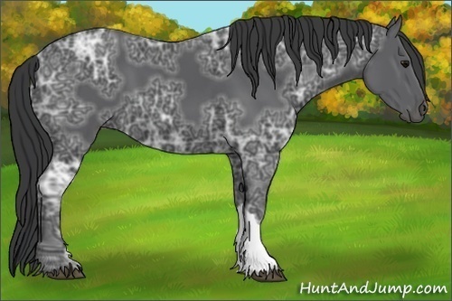 Horse Color:Black Ice 