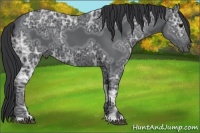 Horse Color:Black Ice 