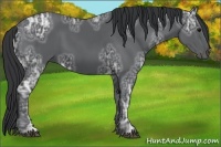 Horse Color:Black Ice 
