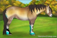 Horse Color:Buckskin Onyx