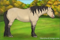 Horse Color:Buckskin Dun 
