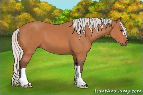 Horse Color:Silver Bay 