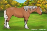 Horse Color:Silver Bay 