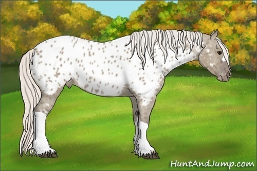 Horse Color:Silver Grullo Appaloosa 