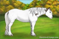 Horse Color:Silver Blue Roan Splash Tobiano Rabicano