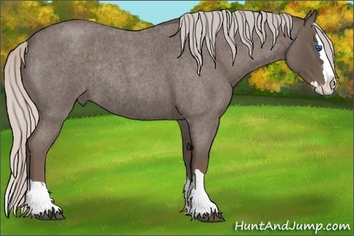 Horse Color:Silver Blue Roan Splash Rabicano
