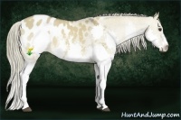 Horse Color:Liver Red Dun Splash Appaloosa