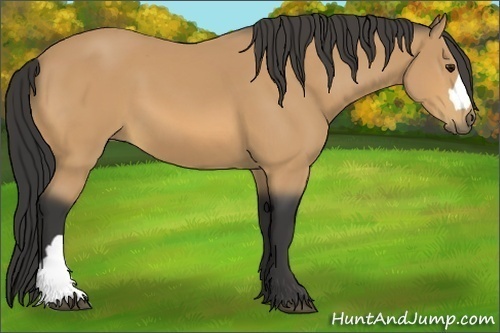 Horse Color:Buckskin