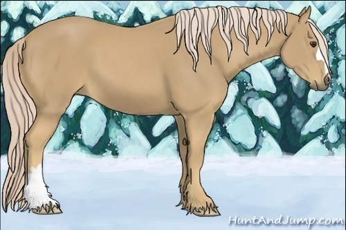Horse Color:Palomino 