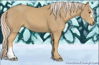 Horse Color:Palomino