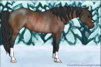 Horse Color:Bay Rabicano
