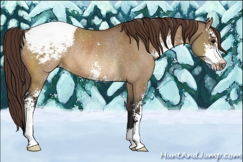 Horse Color:Bay Dun Sabino Appaloosa Rabicano