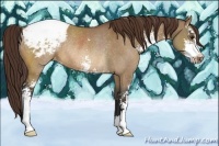 Horse Color:Bay Dun Sabino Varnish Rabicano 