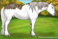 Horse Color:Silver Amber Champagne Ice Sabino Splash