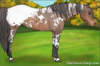 Horse Color:White Spotted Bay Snowcap