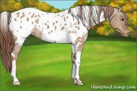 Horse Color:White Spotted Red Dun Appaloosa 