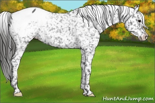 Horse Color:Black Appaloosa Rabicano