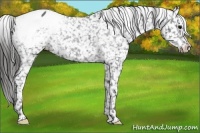 Horse Color:Black Appaloosa Rabicano 