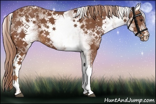 Horse Color:White Spotted Chestnut 