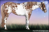 Horse Color:White Spotted Chestnut 