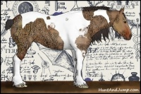 Horse Color:Bay Ice Dun Tobiano 