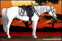 Horse Color:White Spotted Black Splash Frame Appaloosa 