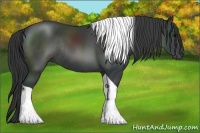 Horse Color:Black Tobiano Rabicano