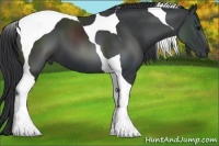 Horse Color:Black Tobiano 