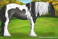 Horse Color:Black Tobiano 