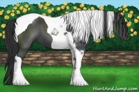 Horse Color:Black Tobiano 