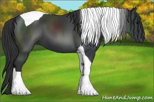 Horse Color:Black Tobiano 