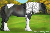 Horse Color:Black Tobiano 