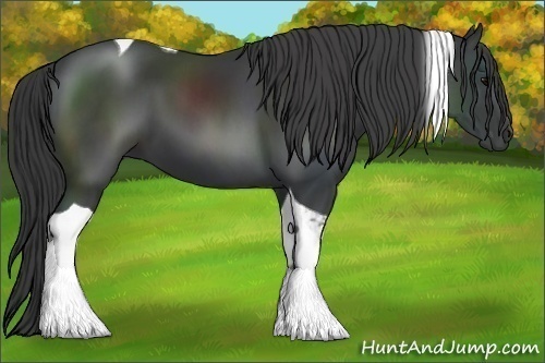 Horse Color:Black Tobiano 
