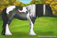 Horse Color:Black Tobiano 