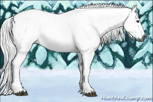 Horse Color:Gray Chestnut 