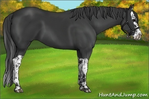 Horse Color:Black  and Black Splash 