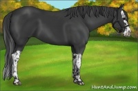 Horse Color:Black and Black Splash