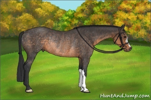 Horse Color:Buckskin Rabicano 