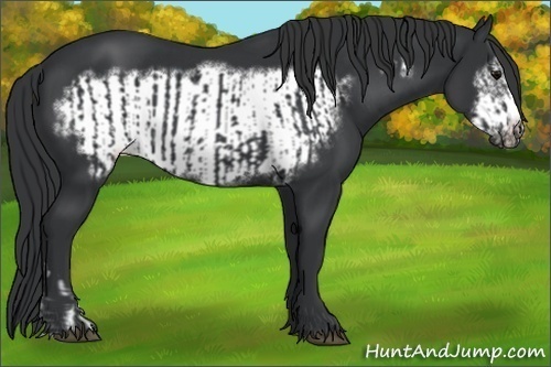 Horse Color:Black  and Black Frame 