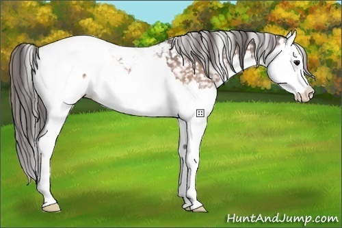 Horse Color:White Spotted Bay Splash Snowcap 