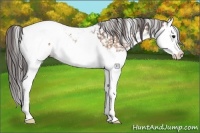 Horse Color:White Spotted Bay Splash Appaloosa